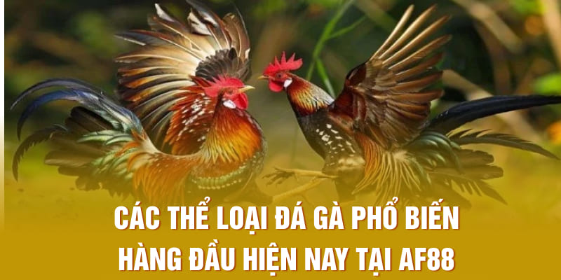 Các thể loại đá gà phổ biến hàng đầu hiện nay tại AF88