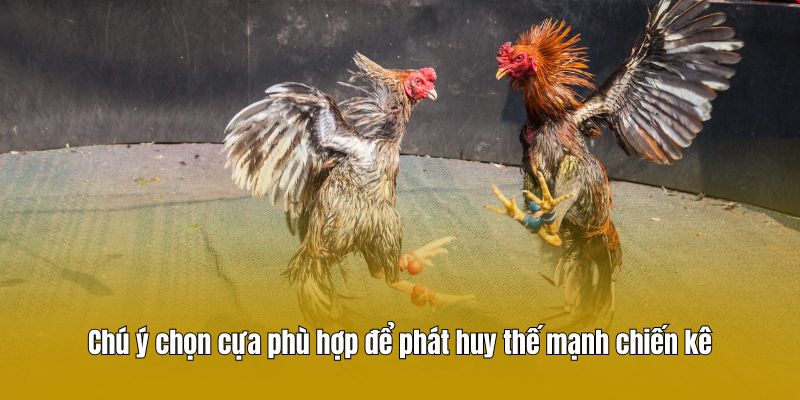 Chú ý chọn cựa phù hợp để phát huy thế mạnh chiến kê