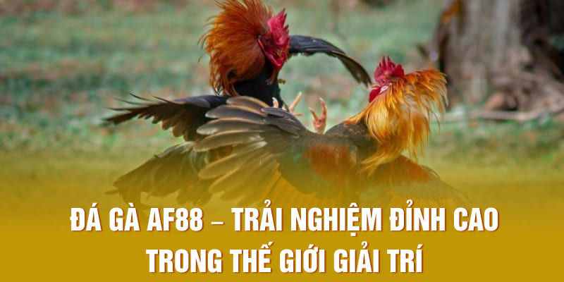 Đá gà AF88 – Trải nghiệm đỉnh cao trong thế giới giải trí