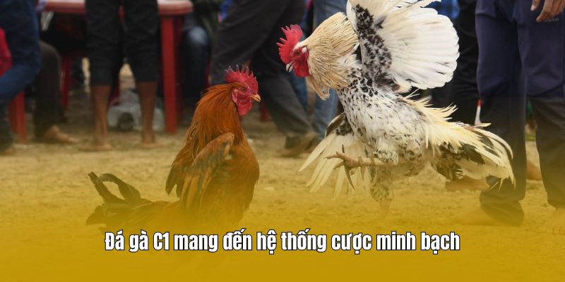 Đá gà C1 mang đến hệ thống cược minh bạch