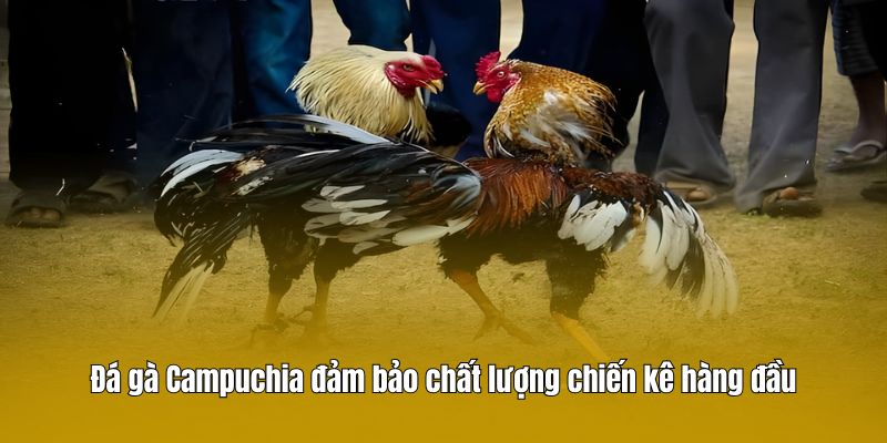 Đá gà Campuchia đảm bảo chất lượng chiến kê hàng đầu
