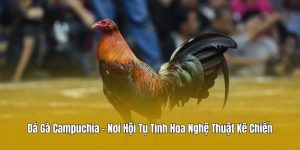 Đá Gà Campuchia - Nơi Hội Tụ Tinh Hoa Nghệ Thuật Kê Chiến