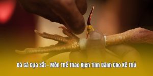 Đá Gà Cựa Sắt - Môn Thể Thao Kịch Tính Dành Cho Kê Thủ