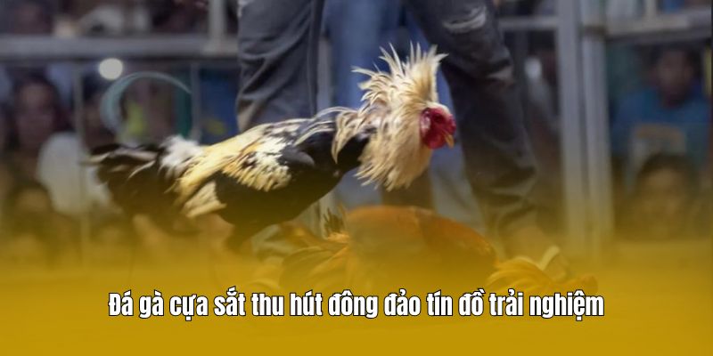 Đá gà cựa sắt thu hút đông đảo tín đồ trải nghiệm