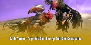 Đá Gà Thomo - Trận Đấu Đỉnh Cao Tại Biên Giới Campuchia