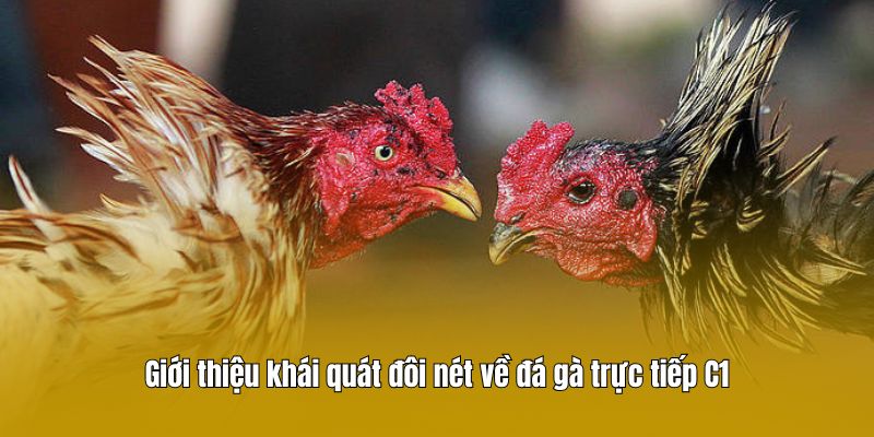 Giới thiệu khái quát đôi nét về đá gà trực tiếp C1