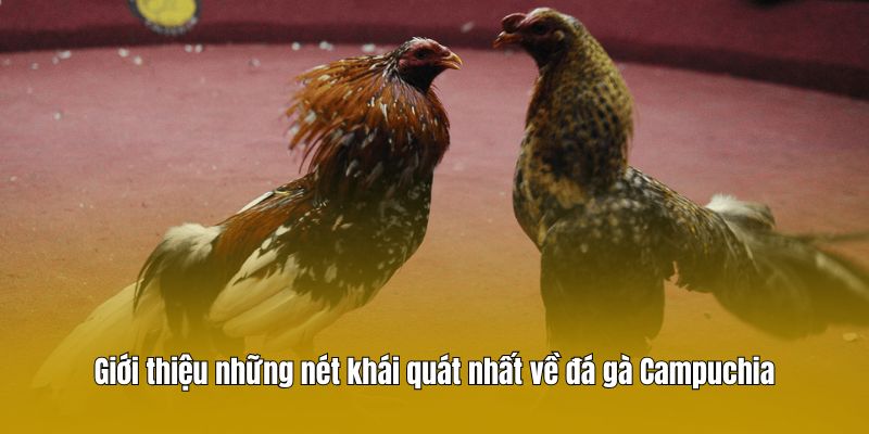 Giới thiệu những nét khái quát nhất về đá gà Campuchia