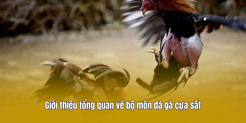 Giới thiệu tổng quan về bộ môn đá gà cựa sắt