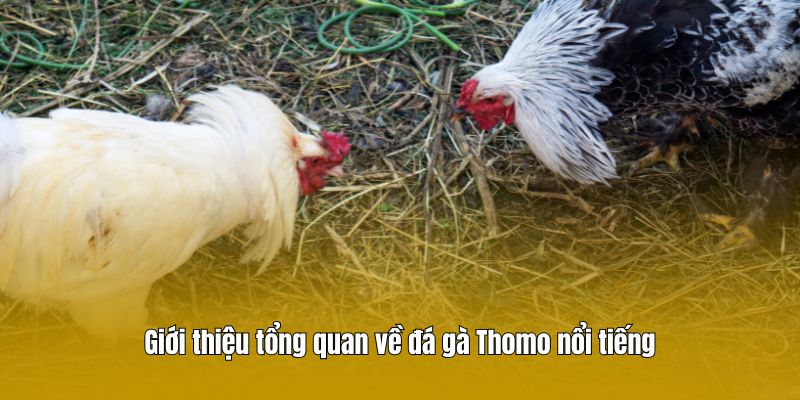 Giới thiệu tổng quan về đá gà Thomo nổi tiếng