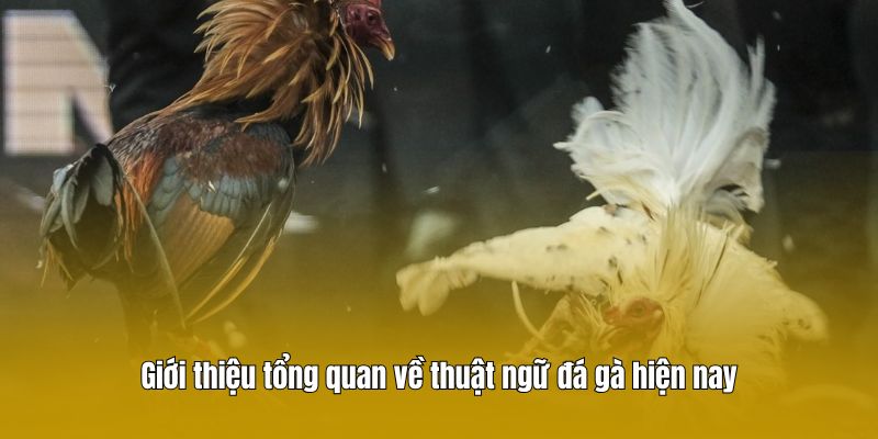 Giới thiệu tổng quan về thuật ngữ đá gà hiện nay