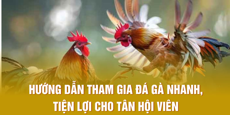 Hướng dẫn tham gia đá gà nhanh, tiện lợi cho tân hội viên