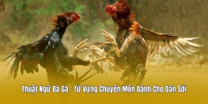 Thuật Ngữ Đá Gà - Từ Vựng Chuyên Môn Dành Cho Dân Sới