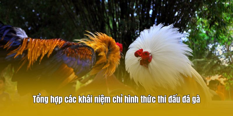 Tổng hợp các khái niệm chỉ hình thức thi đấu đá gà