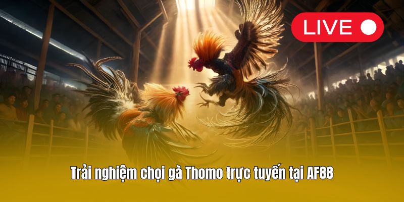 Trải nghiệm chọi gà Thomo trực tuyến tại AF88